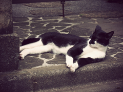 猫撮り散歩147