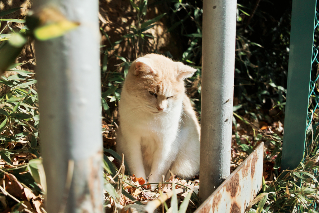 猫撮り散歩2031