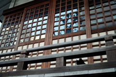 猫撮り散歩1183