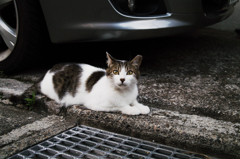 猫撮り散歩573