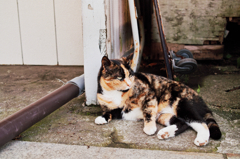 猫撮り散歩661