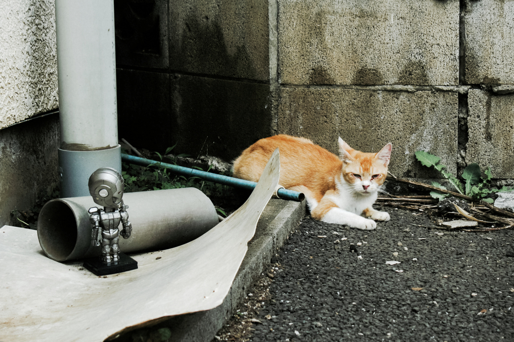 猫撮り散歩2172