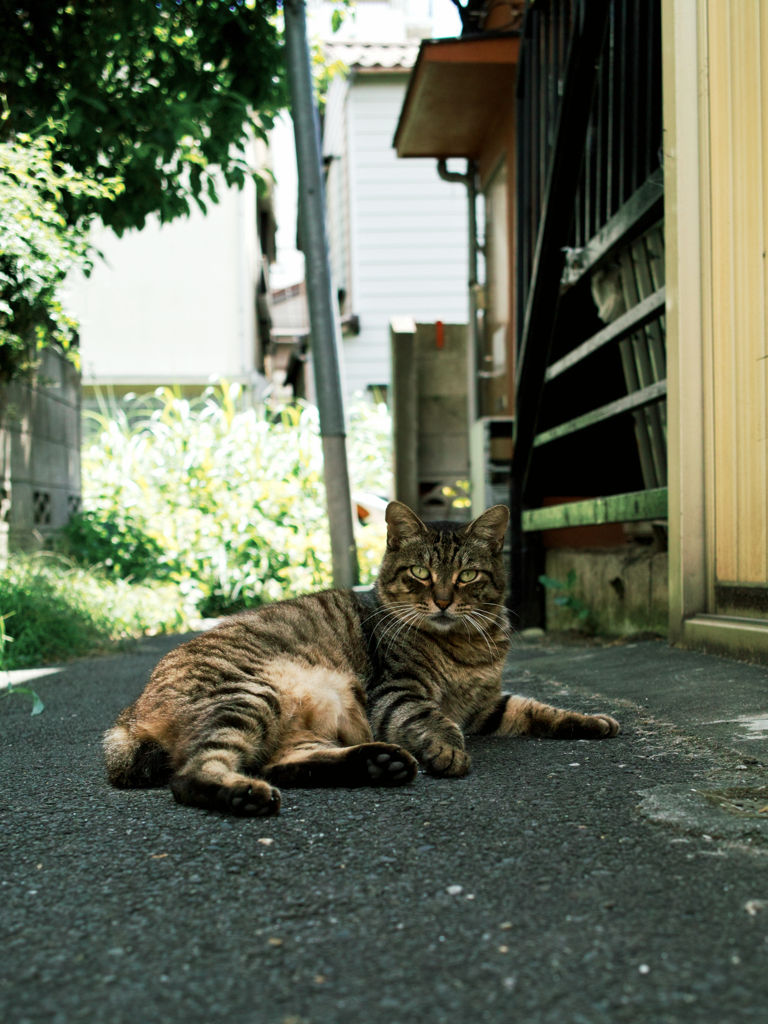猫撮り散歩2073