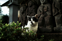 猫撮り散歩1102