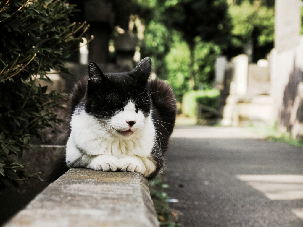猫撮り散歩2261
