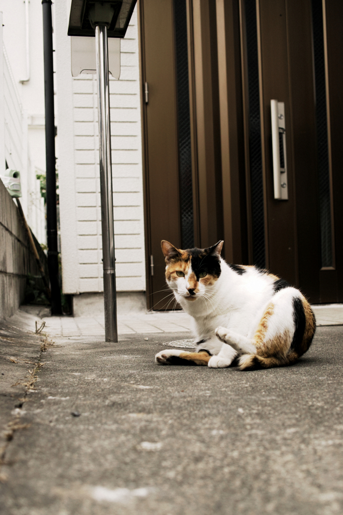 猫撮り散歩1070