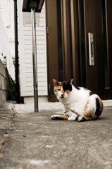 猫撮り散歩1070