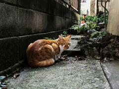 猫撮り散歩1392