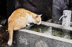 猫撮り散歩979