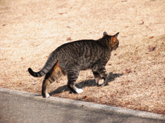 猫撮り散歩235