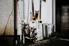 猫撮り散歩1470