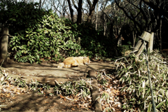 猫撮り散歩1453