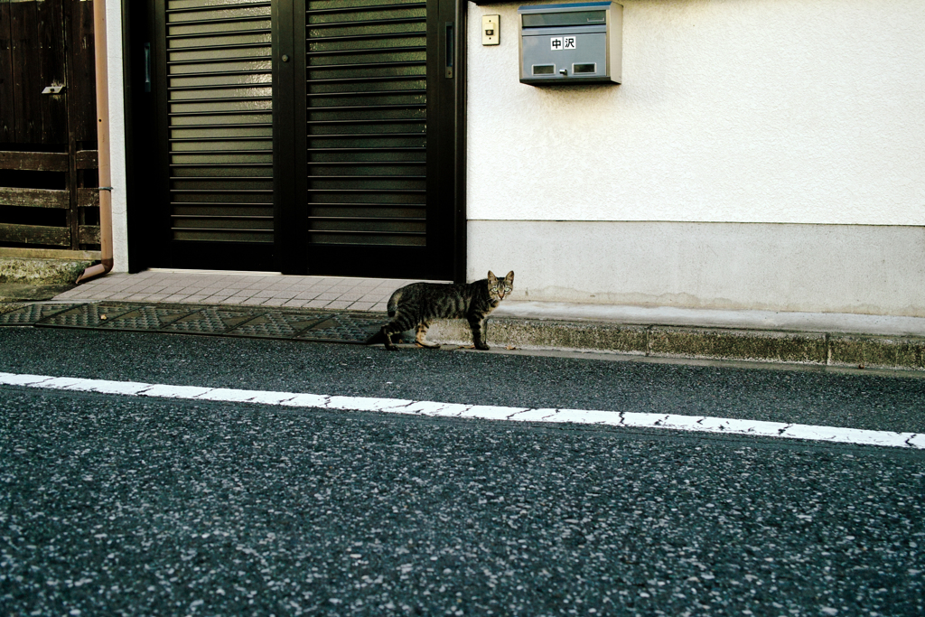 猫撮り散歩1679