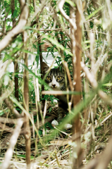 猫撮り散歩918