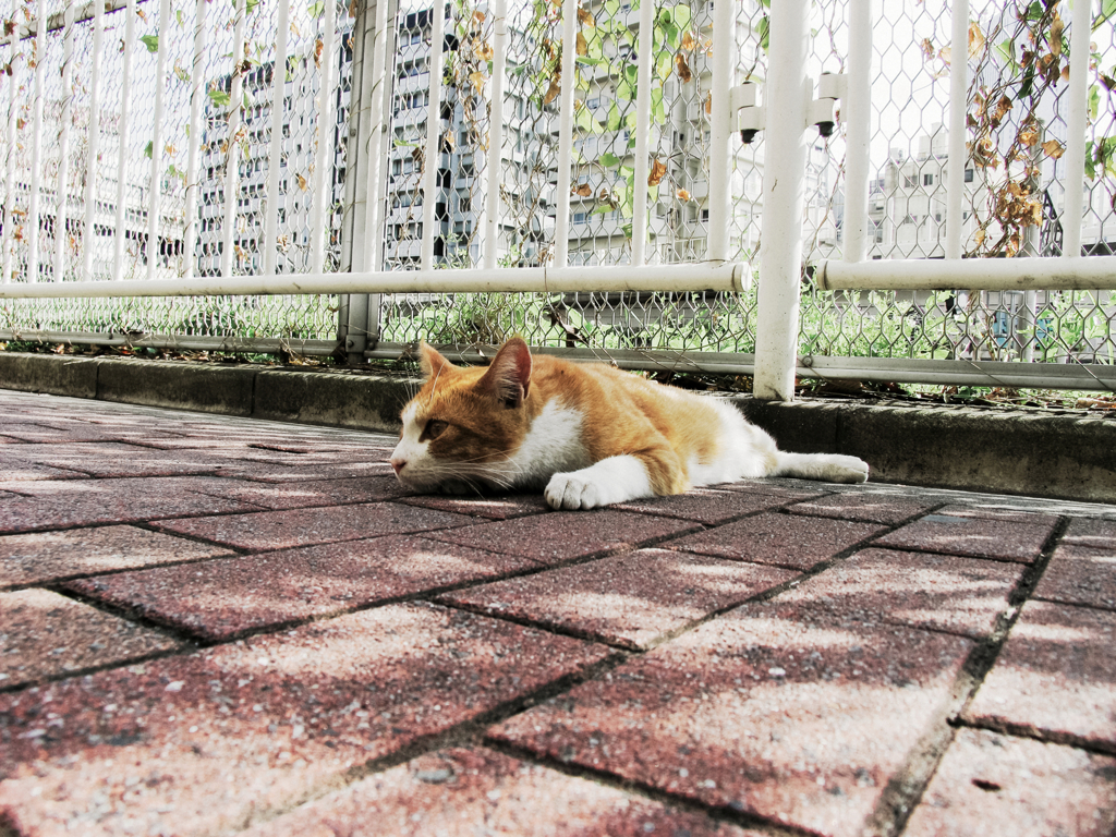 猫撮り散歩855