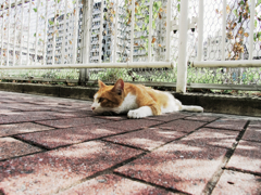 猫撮り散歩855