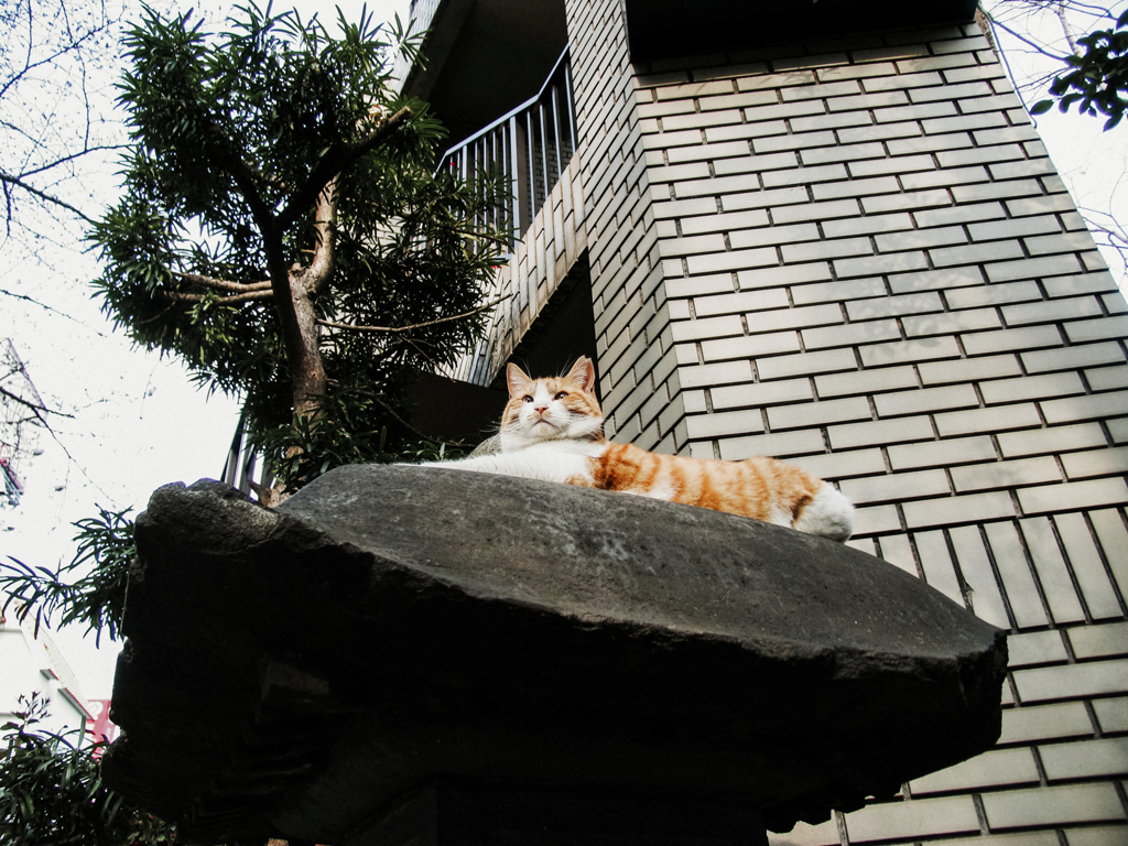 猫撮り散歩2265