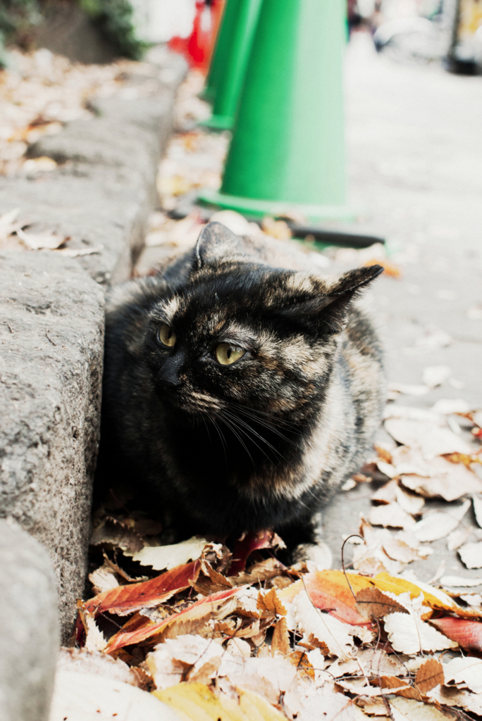 猫撮り散歩867