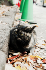 猫撮り散歩867