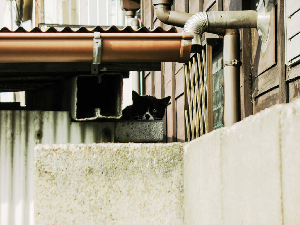 猫撮り散歩1294