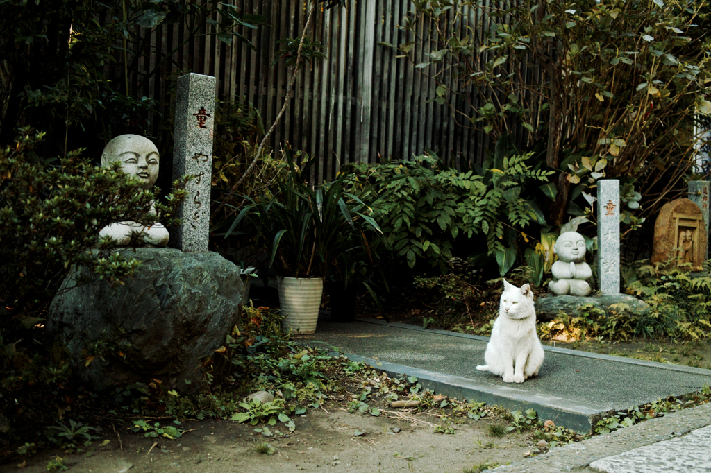 猫撮り散歩962