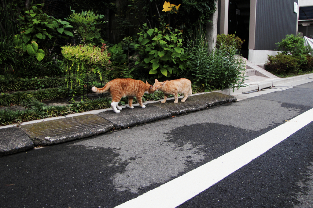 猫撮り散歩689