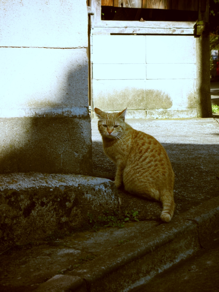 猫撮り散歩24