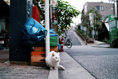 猫撮り散歩1577