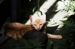 猫撮り散歩847