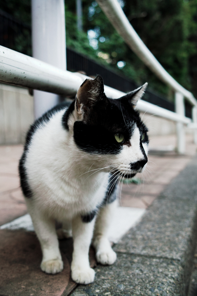 猫撮り散歩1129