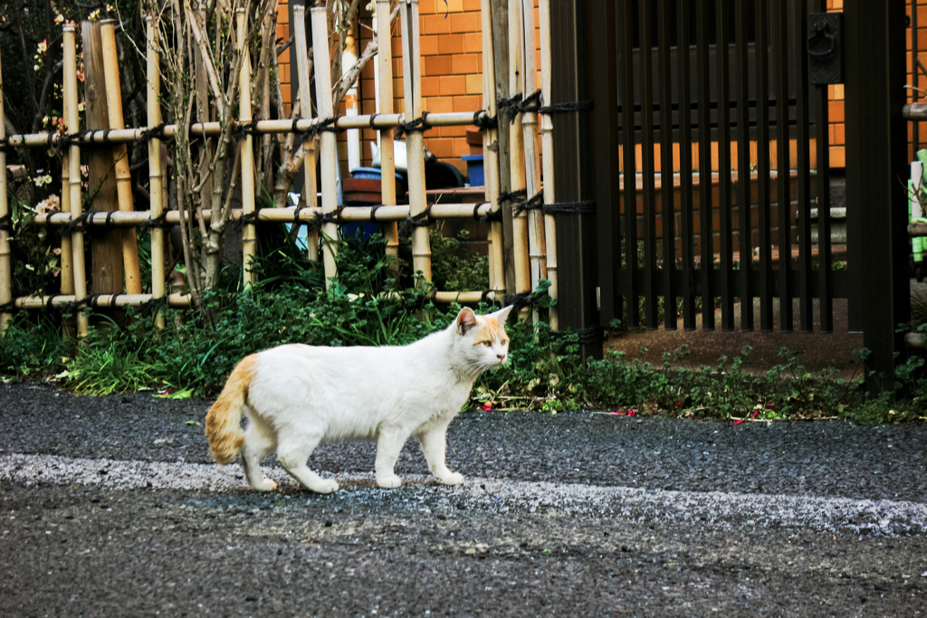 猫撮り散歩1874