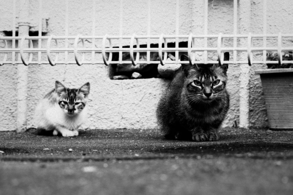 猫撮り散歩1608