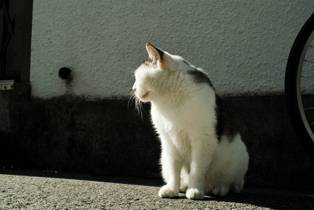 猫撮り散歩1992