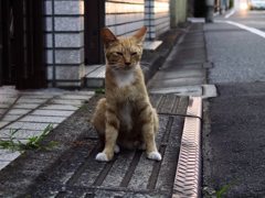 猫撮り散歩542
