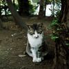 猫撮り散歩1854