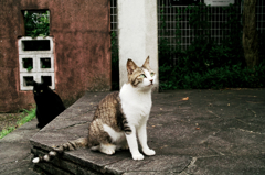 猫撮り散歩1006