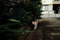 猫撮り散歩745