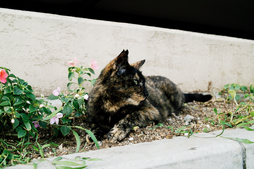 猫撮り散歩864