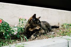 猫撮り散歩864
