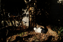 猫撮り散歩1303