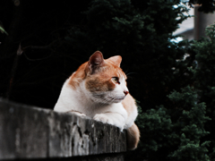 猫撮り散歩579
