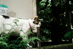 猫撮り散歩1141