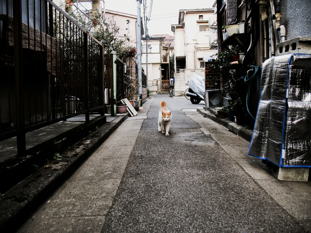 猫撮り散歩1203