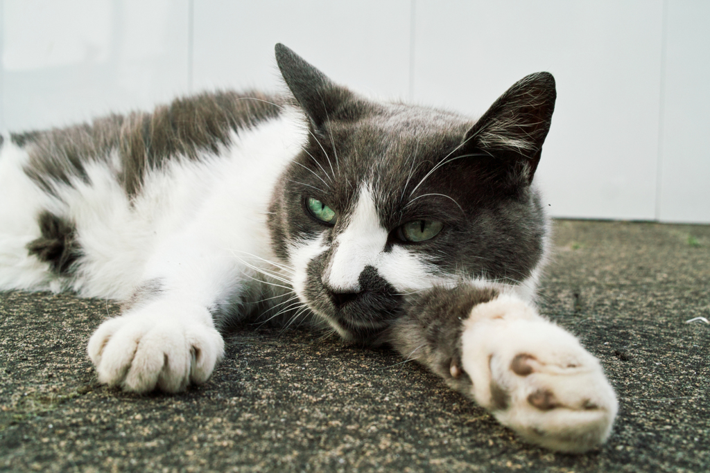 猫撮り散歩2064