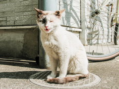 猫撮り散歩567