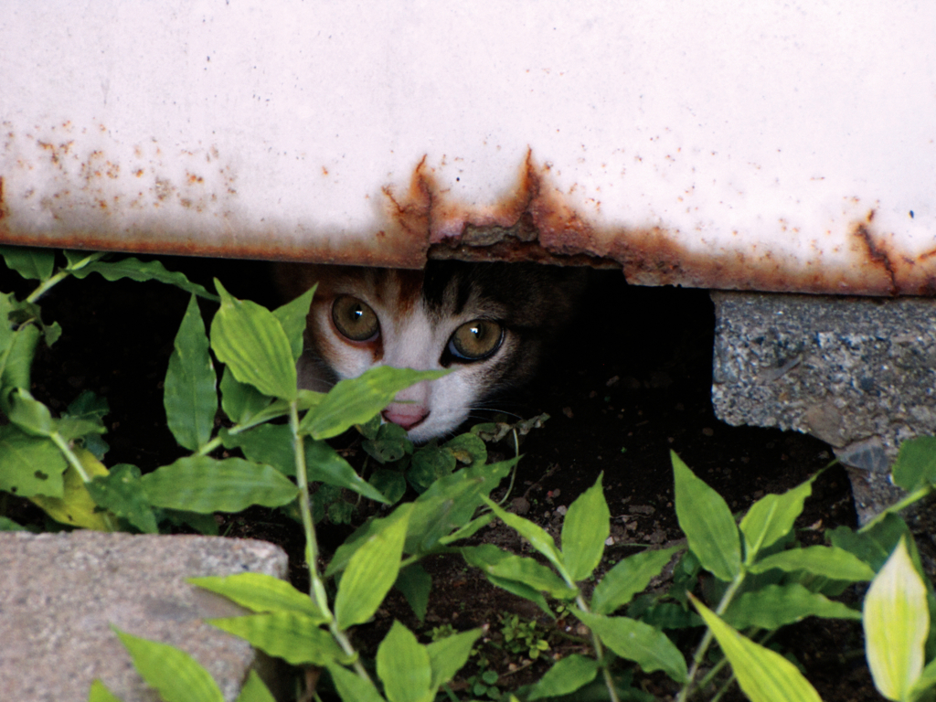 猫撮り散歩263