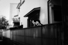 猫撮り散歩1210