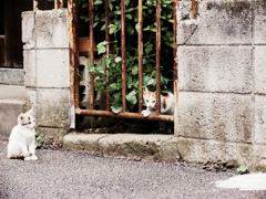 猫撮り散歩943