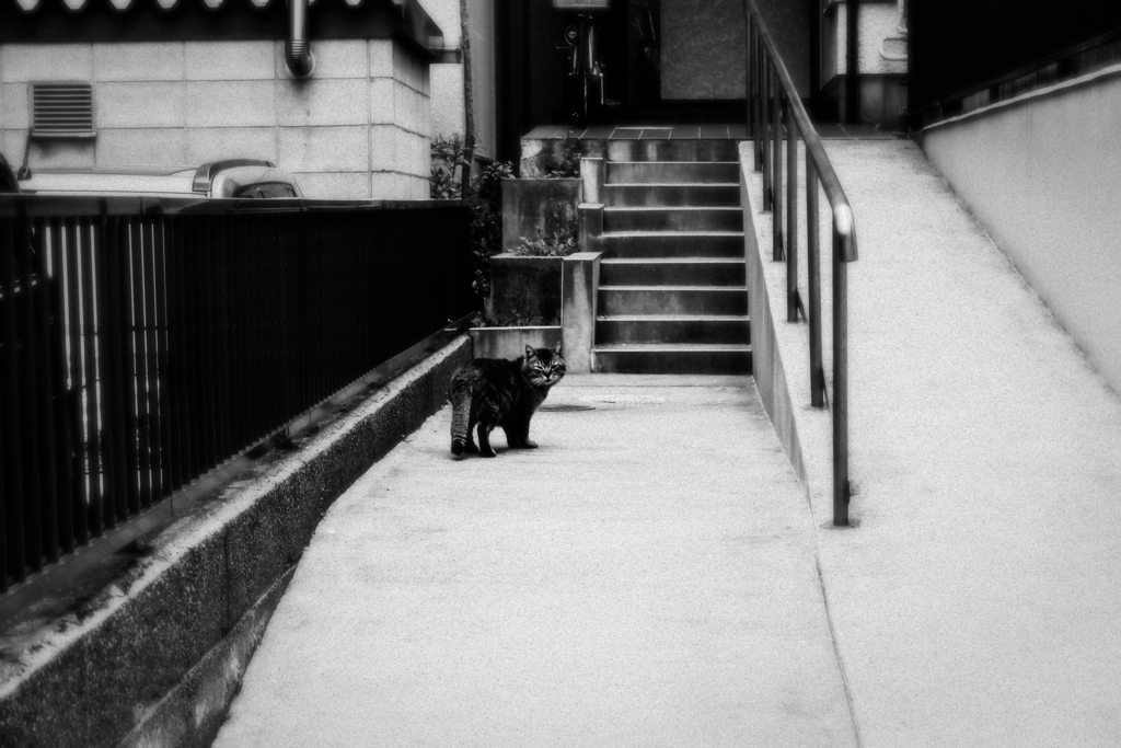 猫撮り散歩1833