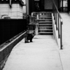 猫撮り散歩1833